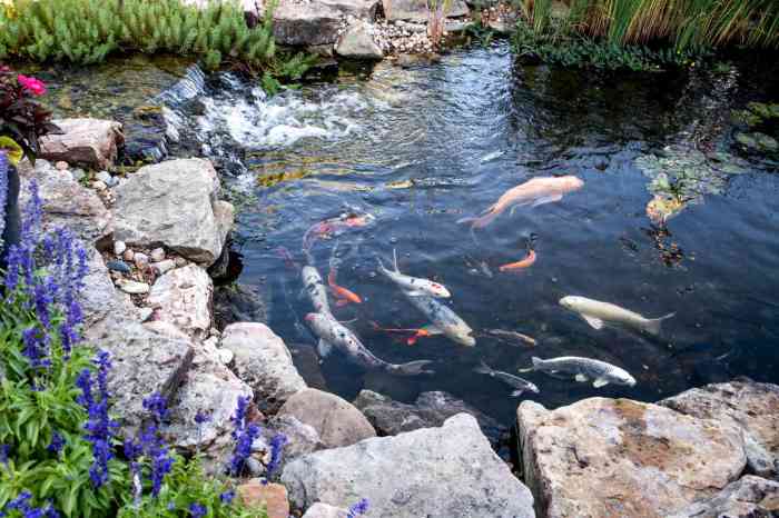 Pond koi backyard fish ideas ponds indoor garden modern design diy japanese outdoor facebook water contemporary patio carp saved waterfall